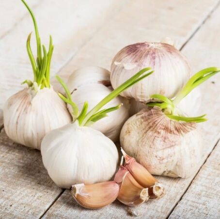 Knoblauch