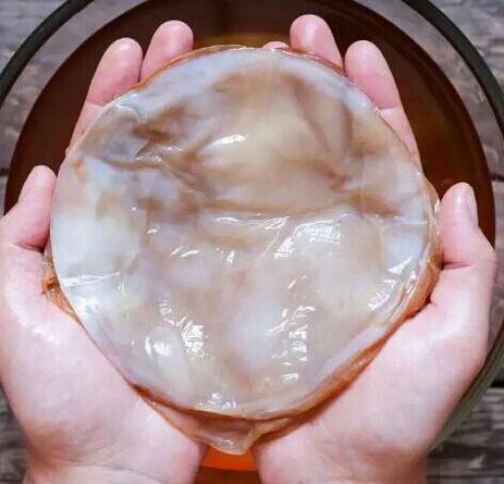 Kombucha-Nagelpilz